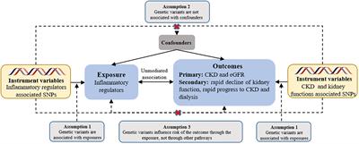 Frontiers Causal Effects Of Systemic Inflammatory Regulators On